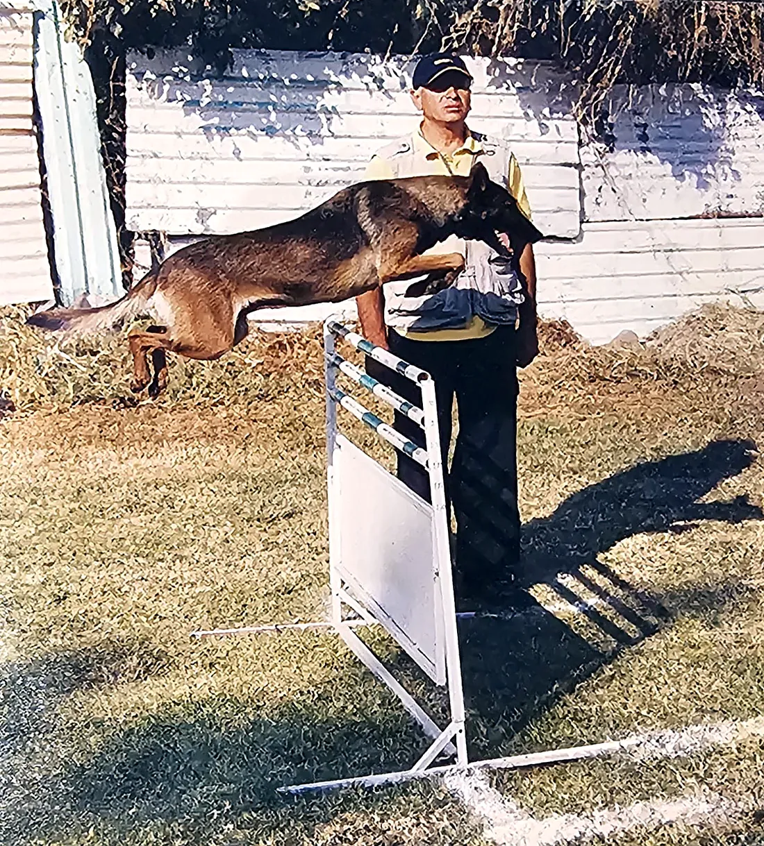 Pastor belga malinois saltando un obstáculo