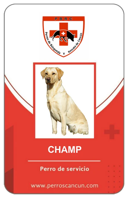 Anverso de una credencial de perro de servicio emitida por PBRC, ejemplo con un labrador llamado Champ