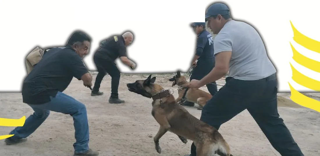 Curso de reforzamiento y manejo de perros K9: manejadores trabajan con pastores belgas malinois