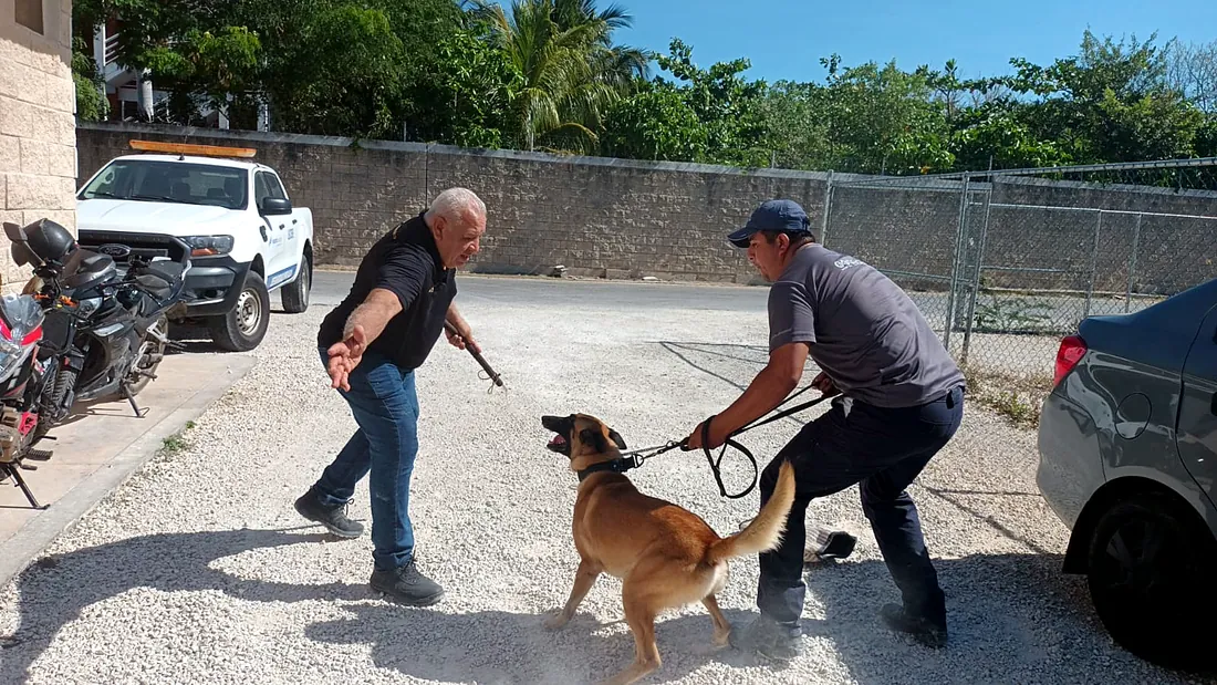 Rodolfo Núñez Renault dirige un ejercicio de guardia y protección con un pastor belga malinois y su manejador