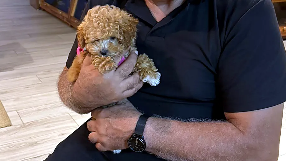 Rodolfo Núñez Renault sostiene en sus manos a un cachorro de caniche color miel